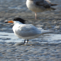 Chinese Crested Tern